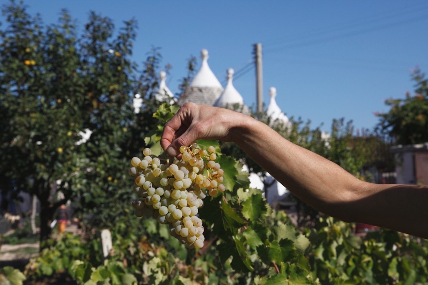 Freshly harvested grapes from Ursula's garden. She is a VAWAA artist, historic cuisine chef and archaeologist based in Martina Franca, Italy. 