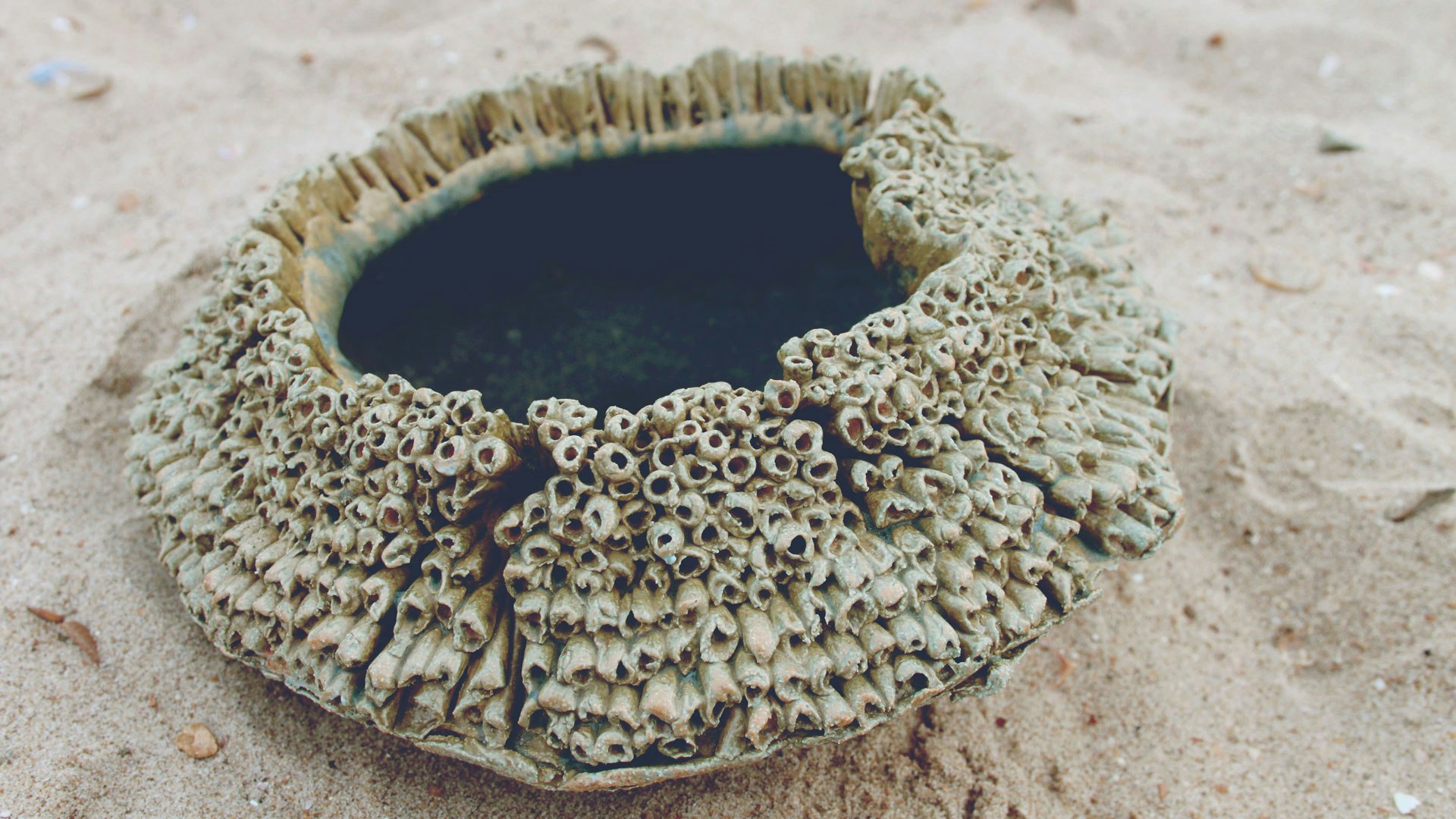 Ceramic Vase Inspired by the Intricate Beauty of Corals. Learn how to make your own ceramic vases at Mie's pottery workshop, in Belgium. #creativevacation #vawaa #discoverbelgium #claypottery #europe #belgium #ceramicsidea #claycrafts #ceramicart #art #creativity #porcelain