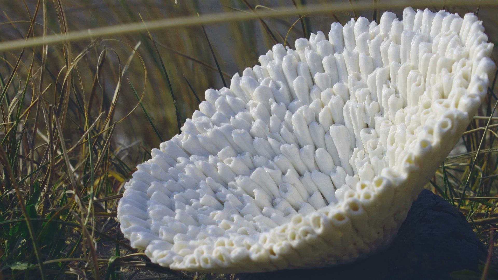 Beautiful White Porcelain Sculpture Inspired by the Intricate Design of Corals. Learn how to make your own ceramic art at Mie's pottery workshop, in Belgium. #creativevacation #vawaa #discoverbelgium #claypottery #europe #belgium #ceramicsidea #claycrafts #ceramicart #art #creativity #porcelain