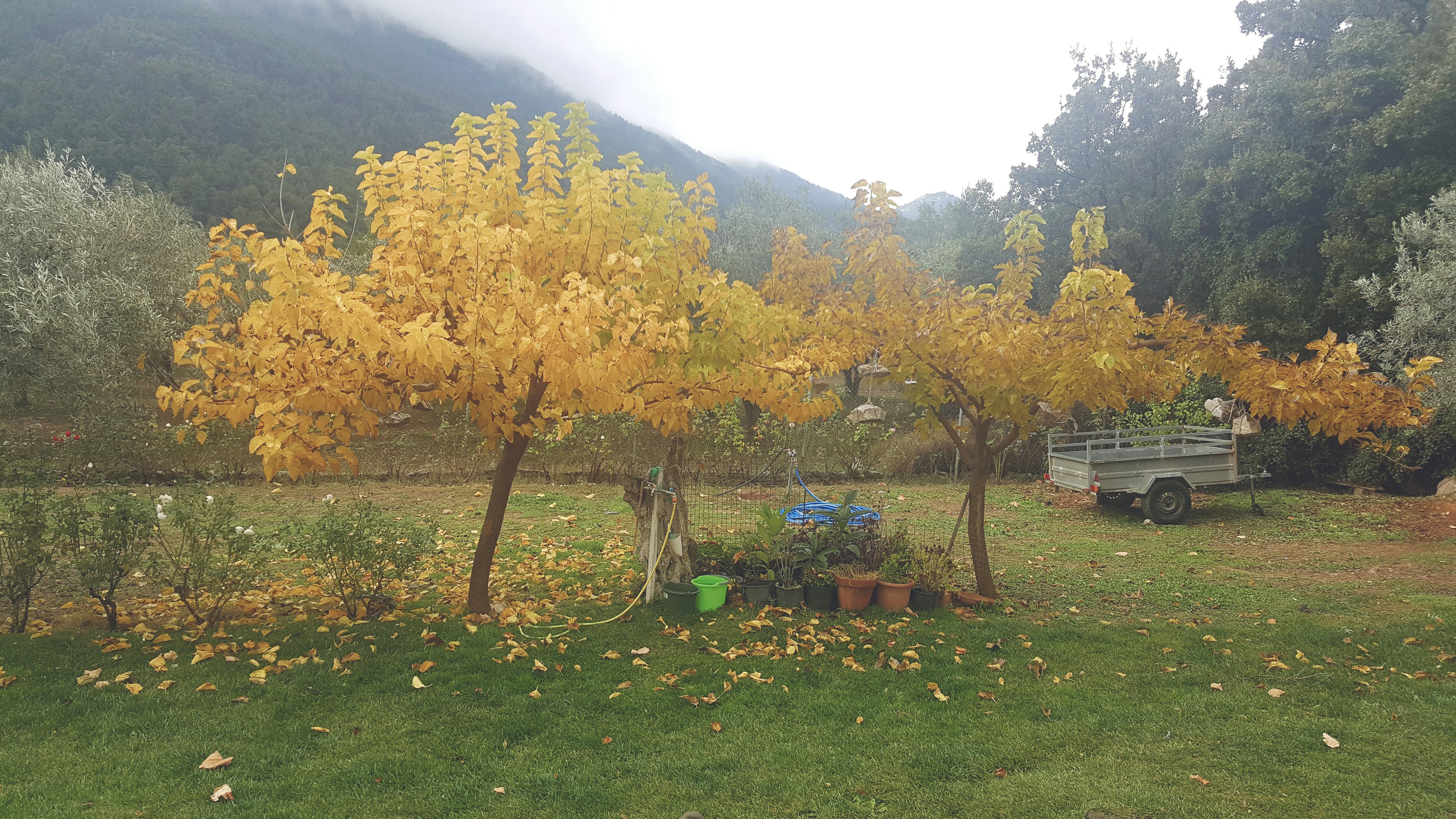 Backyard view in the autumn from Annette's artist studio in Greece via VAWAA - Vacation with an Artist #vawaa #creativevacation #art #artist #travel #collage #inspiration #creativity #learn #DIY #greece