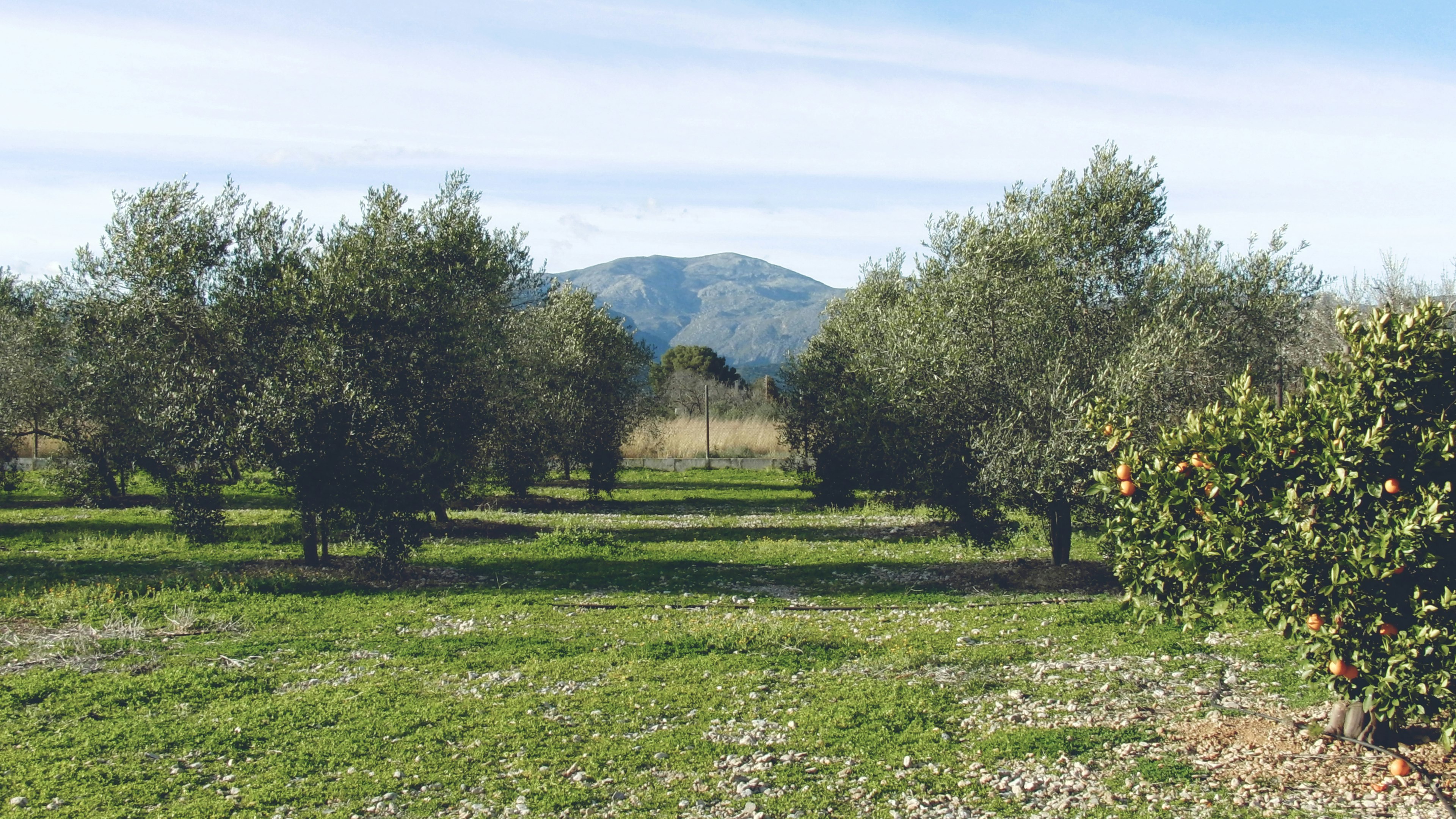 Visit the beautiful island of Majorca while cooking.