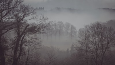 Forest after the storm | Landscape photography by Tomas via VAWAA - Vacation with an Artist #photography #art #learn #skills #spain #artist #photographer #lessons #creativevacation #vawaa