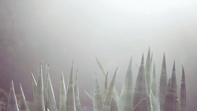 Nature photography by Tomas via VAWAA - Vacation with an Artist #photography #art #learn #skills #spain #artist #photographer #lessons #creativevacation #vawaa