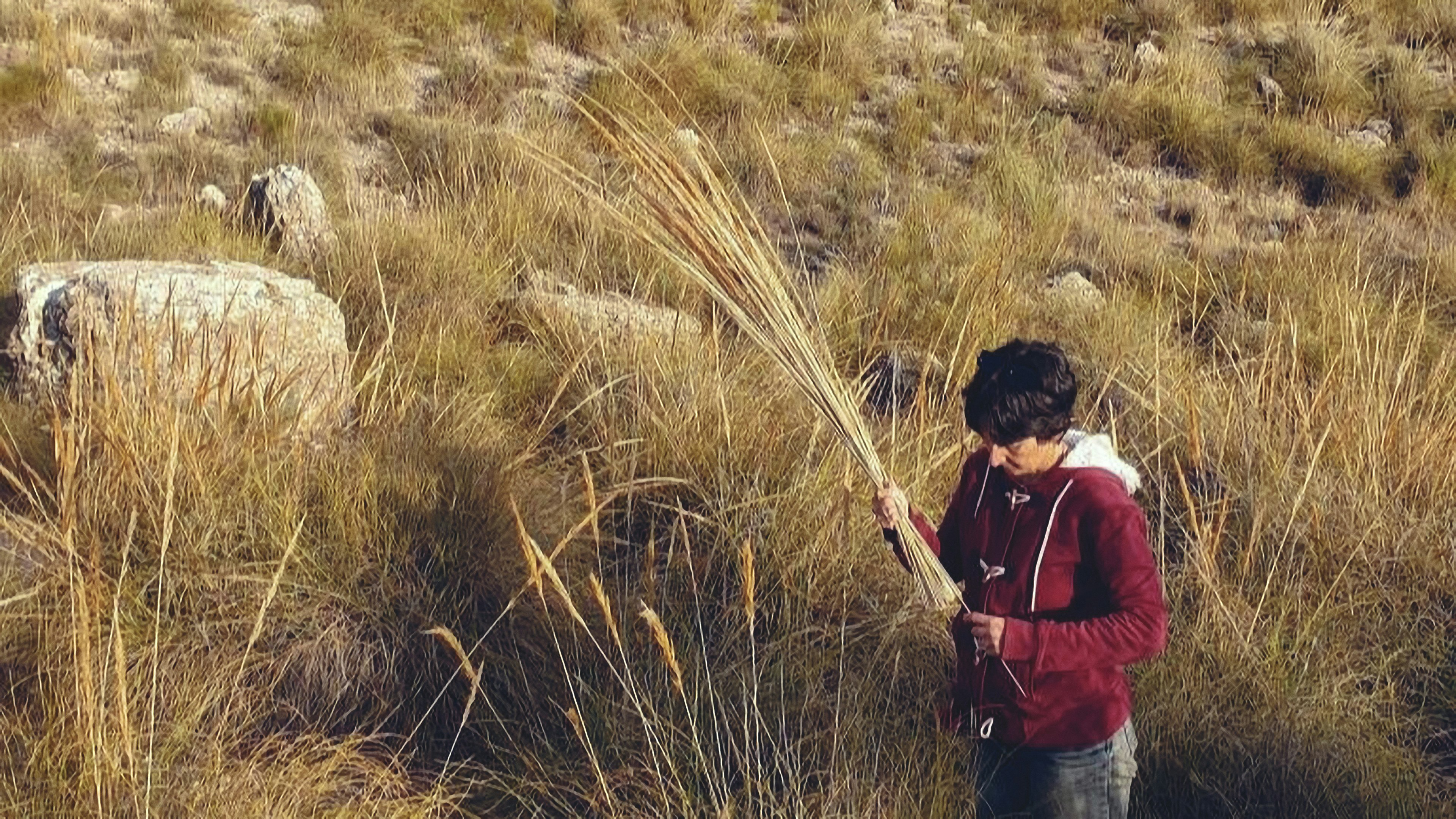 VAWAA master artist Sonia foraging for wild esparto in the Andalusian fields.